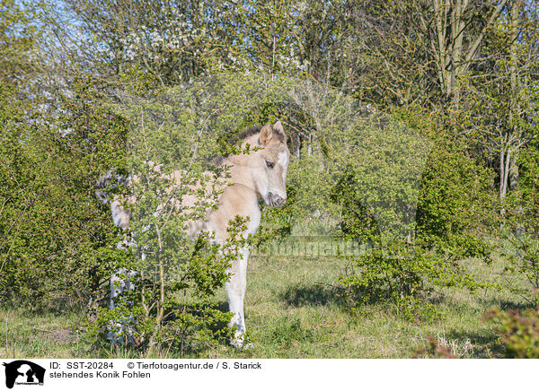 stehendes Konik Fohlen / standing Konik Foal / SST-20284