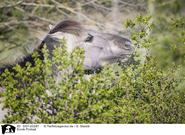 Konik Portrait / Konik portrait / SST-20287