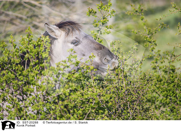 Konik Portrait / SST-20288