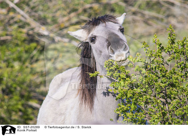 Konik Portrait / Konik portrait / SST-20289