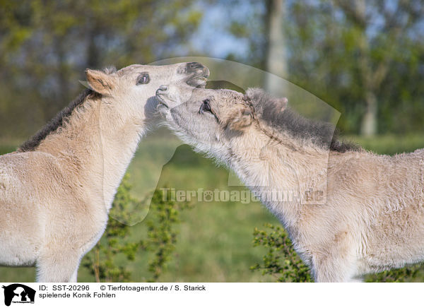 spielende Konik Fohlen / playing Konik Foals / SST-20296