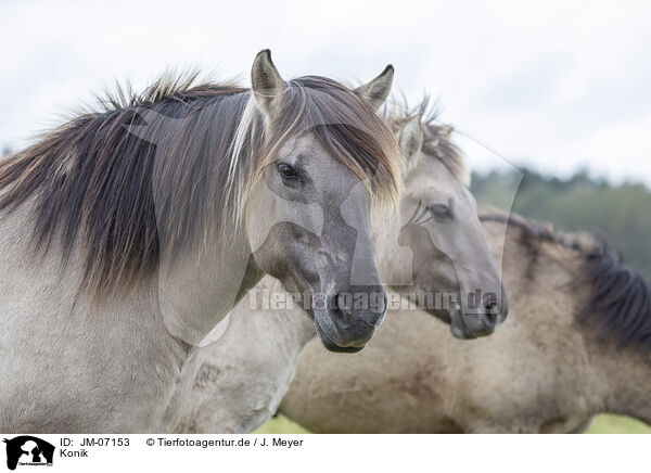 Konik / Konik / JM-07153