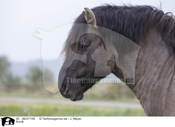 Konik / Konik / JM-07158