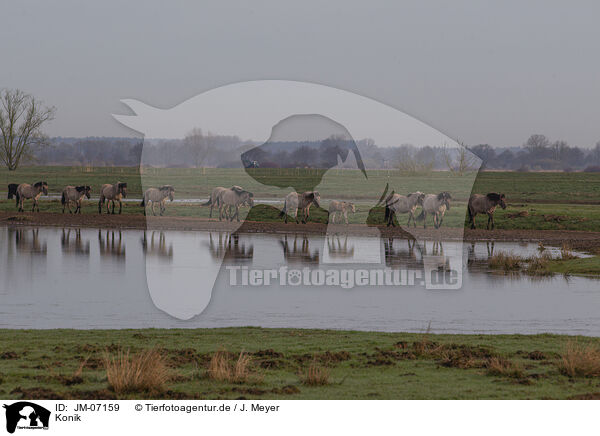 Konik / Konik / JM-07159