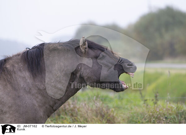 Konik / Konik / JM-07162