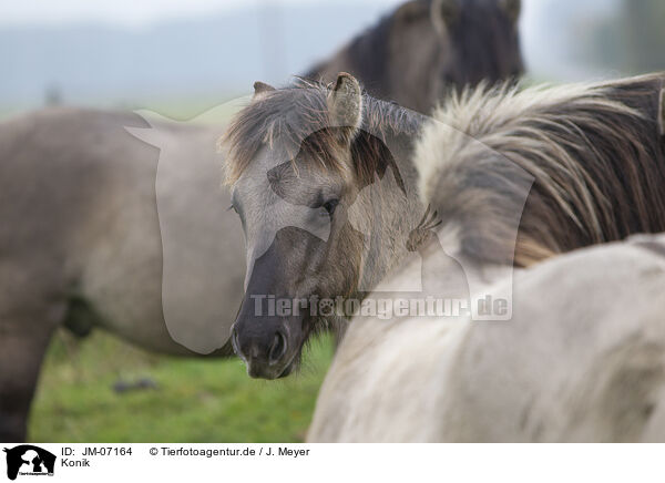 Konik / Konik / JM-07164