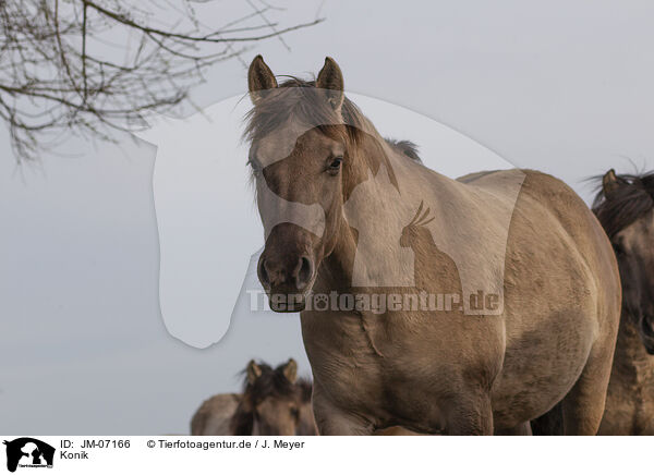 Konik / Konik / JM-07166