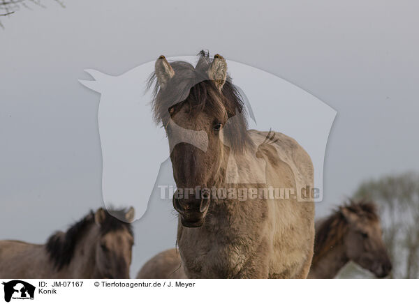 Konik / Konik / JM-07167