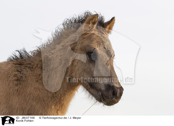 Konik Fohlen / Konik foal / JM-07168