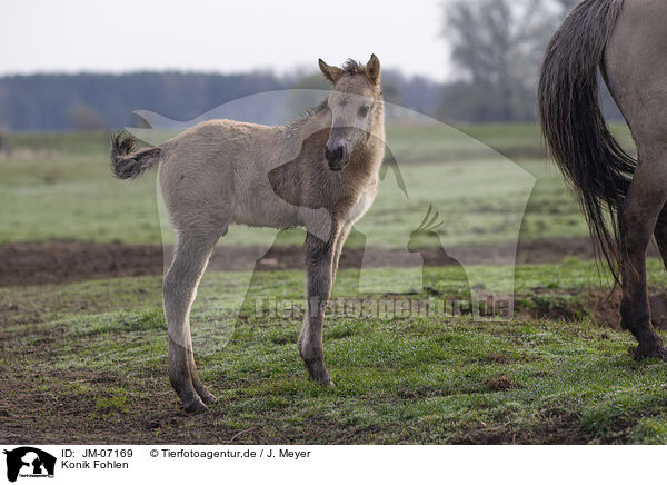 Konik Fohlen / JM-07169