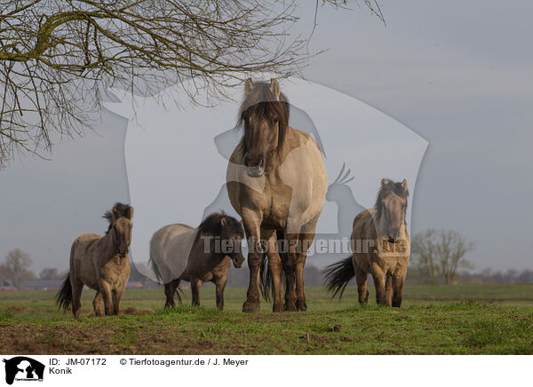 Konik / Konik / JM-07172