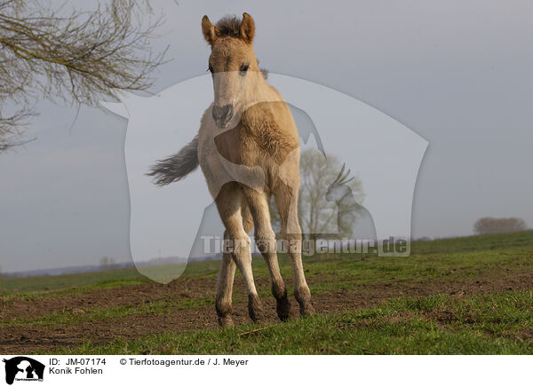 Konik Fohlen / Konik foal / JM-07174