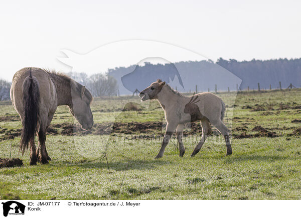 Konik / Konik / JM-07177
