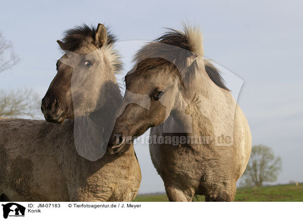Konik / Konik / JM-07183