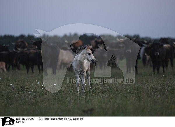 Konik / Konik / JE-01007