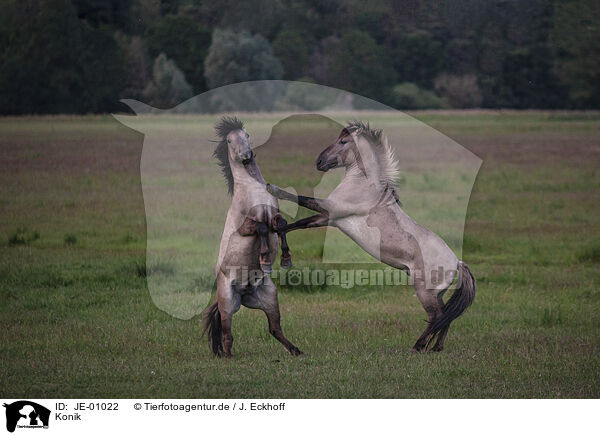 Konik / JE-01022