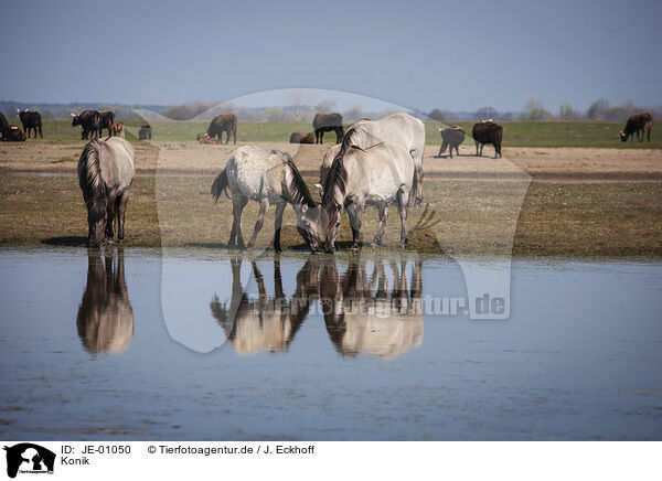 Konik / Konik / JE-01050