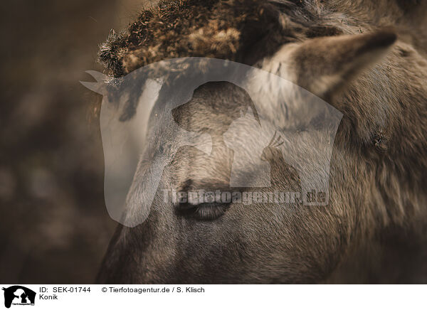Konik / Konik / SEK-01744