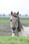 Konik Portrait