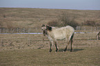 Konik