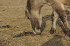 Konik