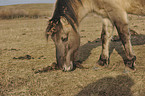 Konik