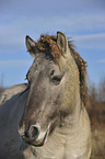 Konik Portrait