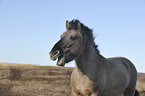 Konik Portrait