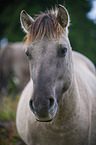 Konik Portrait