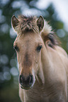 Konik Portrait