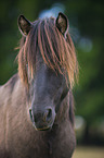 Konik Portrait