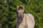 Konik Portrait