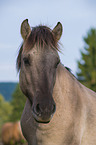 Konik Portrait