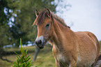 Konik Portrait