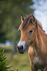 Konik Portrait