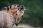 Konik Portrait