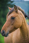 Konik Portrait