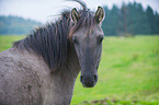 Konik Portrait