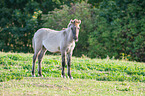 stehendes Konik