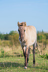 laufendes Konik