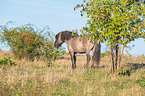 stehendes Konik