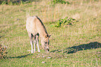 stehendes Konik