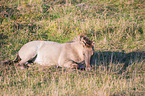 liegendes Konik