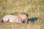 liegendes Konik