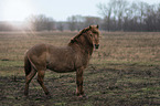 stehendes Konik