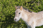 stehendes Konik Fohlen