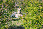 liegendes Konik Fohlen