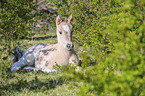 liegendes Konik Fohlen