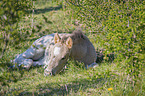 liegendes Konik Fohlen