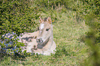 liegendes Konik Fohlen